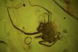 Detailed Fossil Spider (Aranea) In Baltic Amber #84618-2